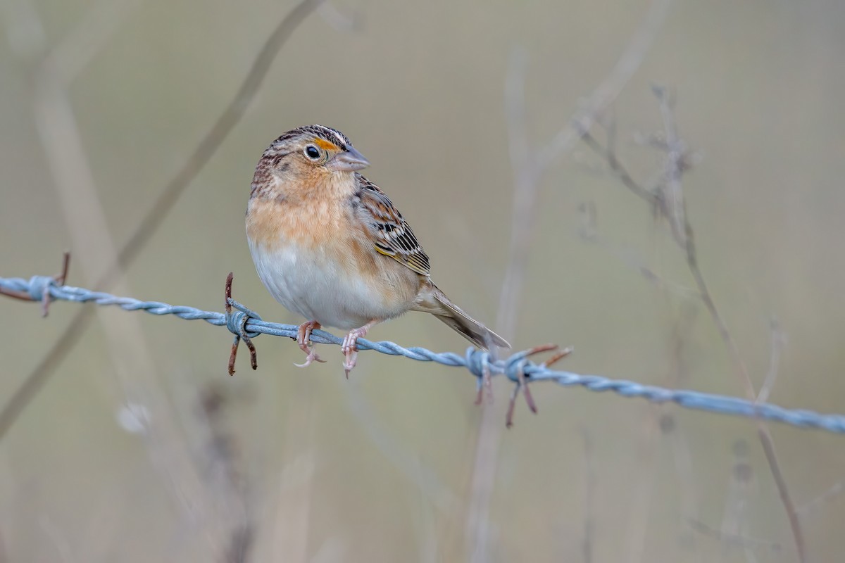 Grasshopper Sparrow - ML615541569