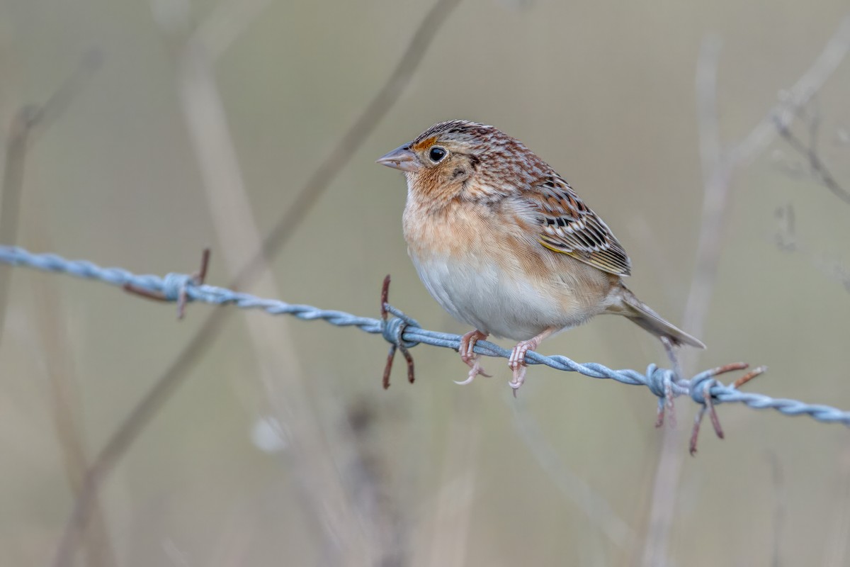 Grasshopper Sparrow - ML615541570