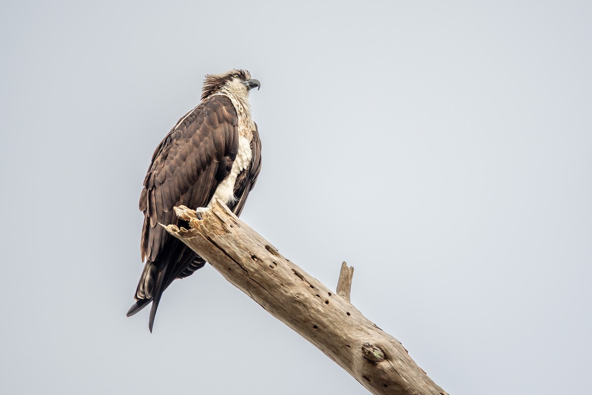 Águila Pescadora - ML615541578