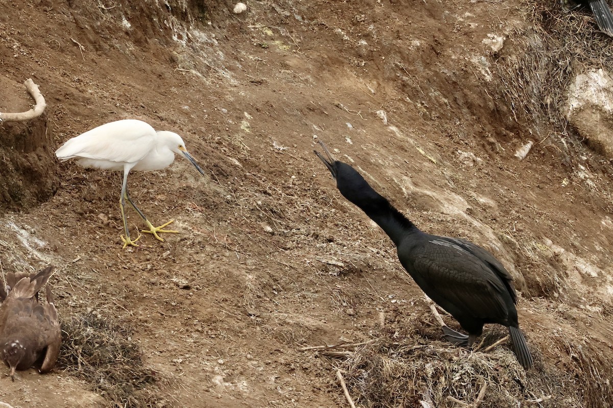 Snowy Egret - ML615541608