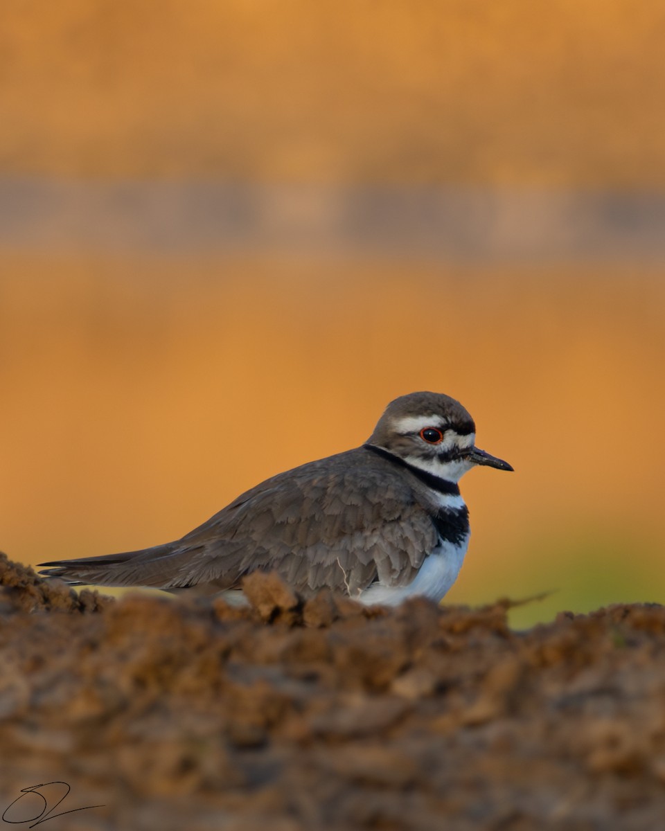 Killdeer - Stephen Lawrence