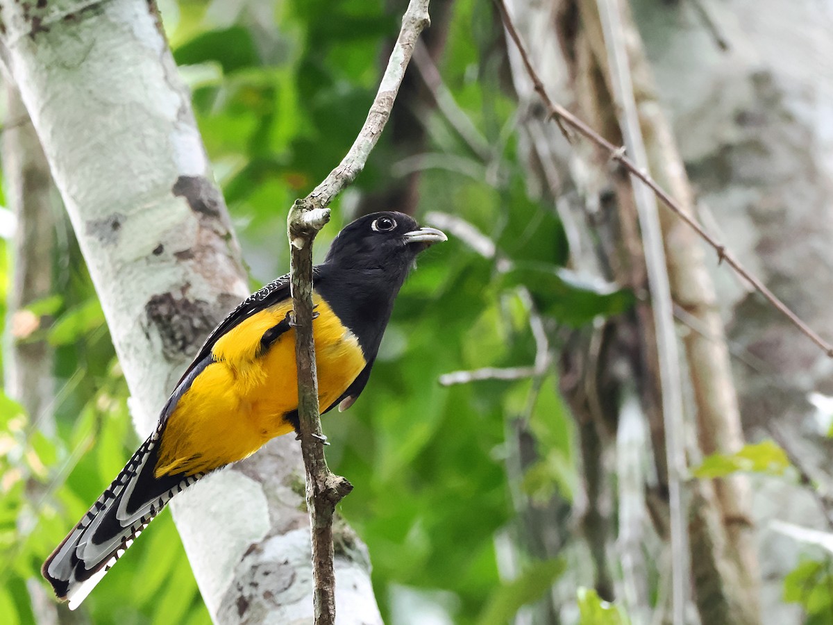 Black-headed Trogon - ML615541618