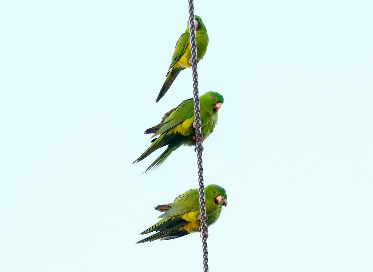 Aratinga Verde - ML615541639