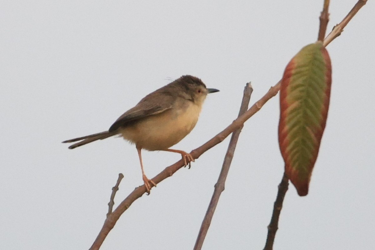 Plain Prinia - ML615541785