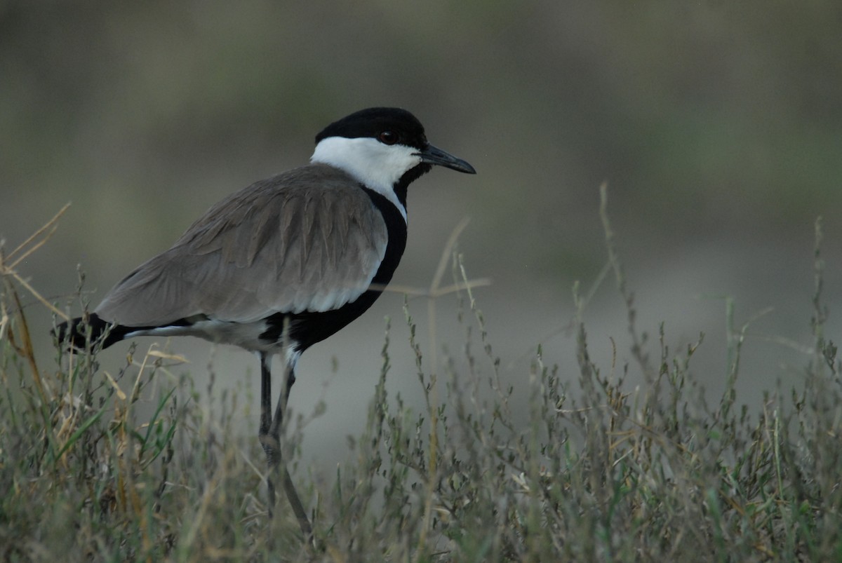 Spur-winged Lapwing - ML615541786