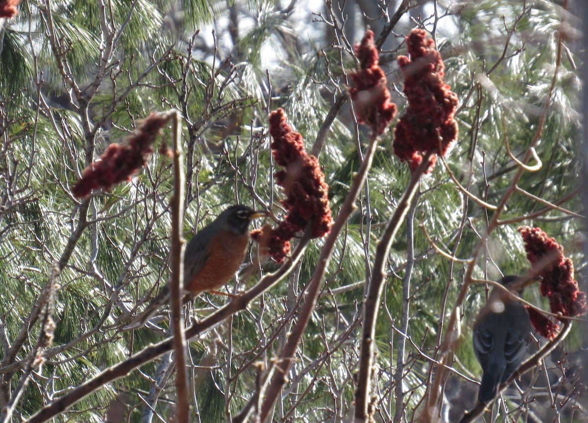 American Robin - ML615541804