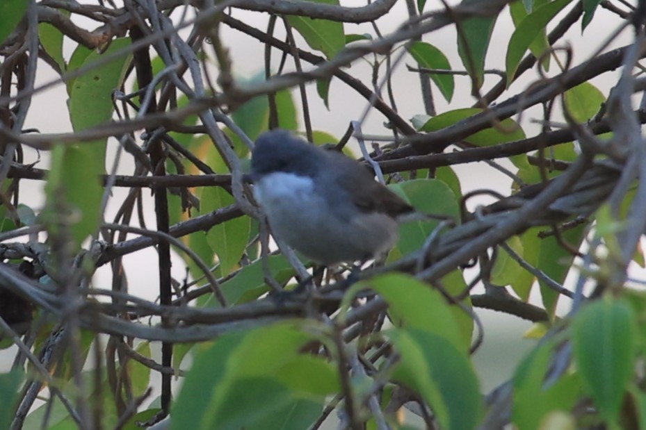 Lesser Whitethroat - ML615541808