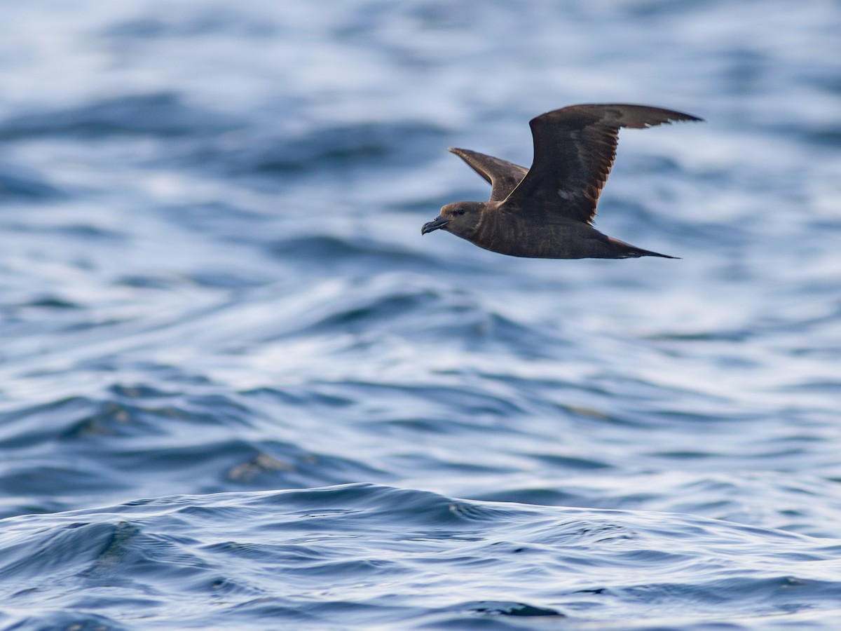 Jouanin's Petrel - ML615541828