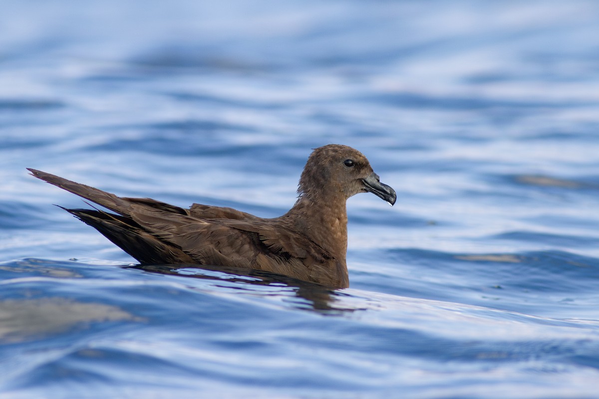 Jouanin's Petrel - ML615541830