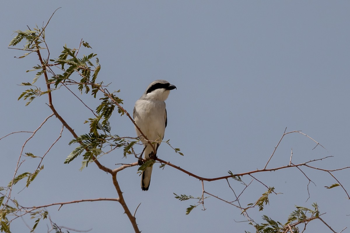 Great Gray Shrike - ML615541831