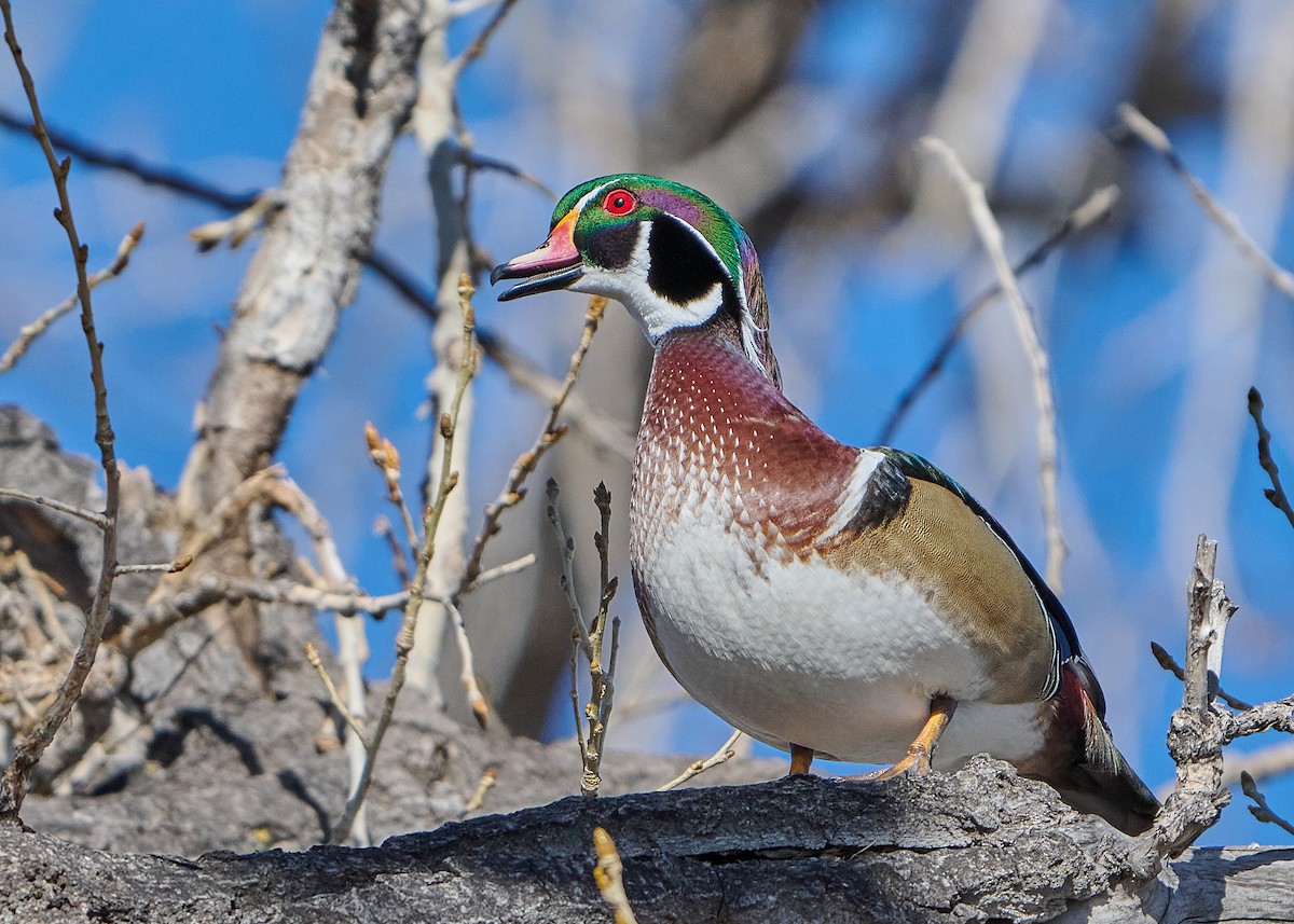 Wood Duck - ML615541837