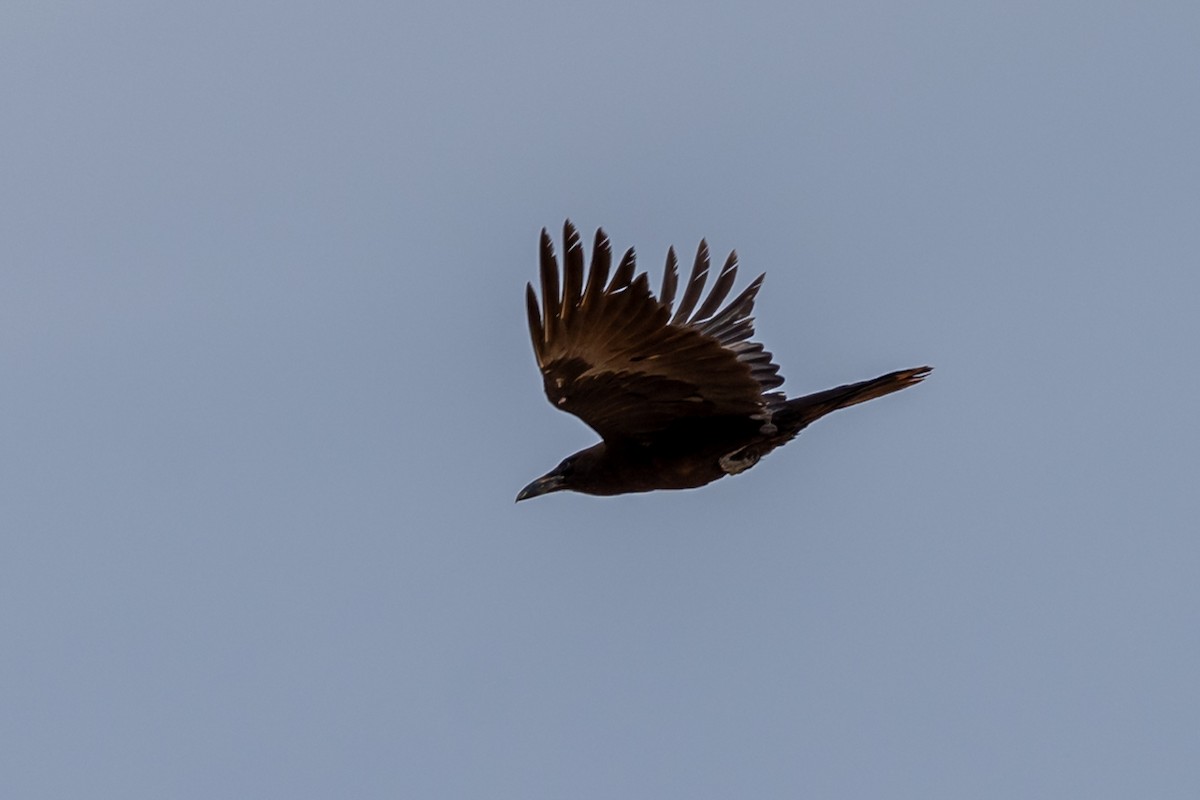 Brown-necked Raven - ML615541839