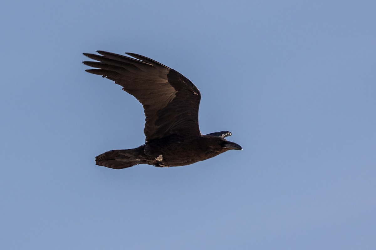 Brown-necked Raven - ML615541840