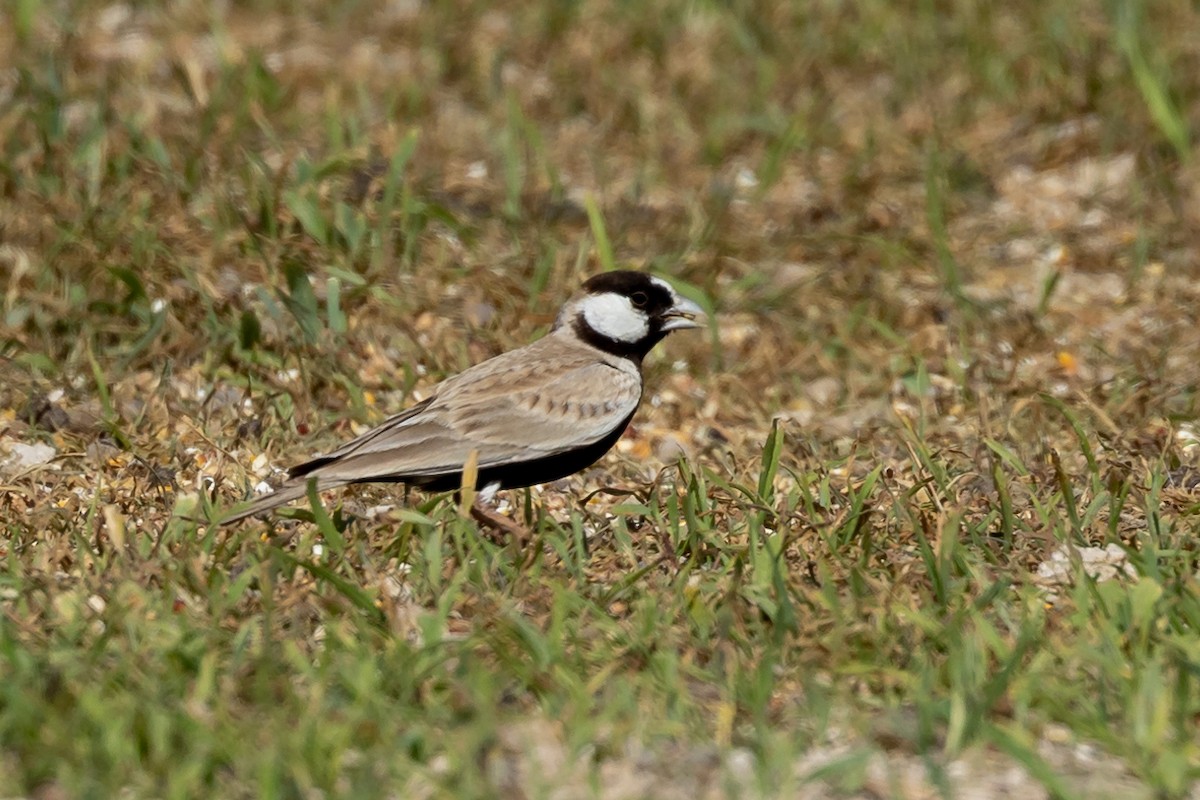 Black-crowned Sparrow-Lark - ML615541846