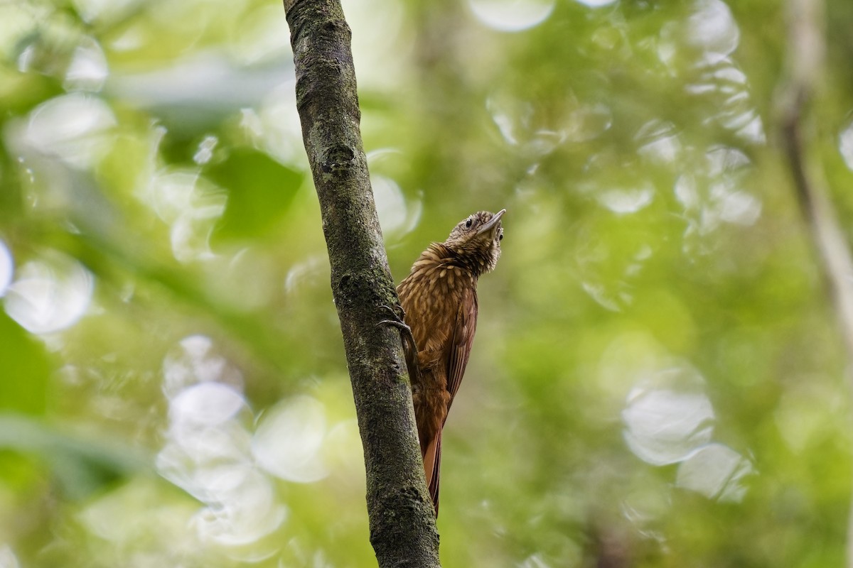 Elegant Woodcreeper - ML615541891