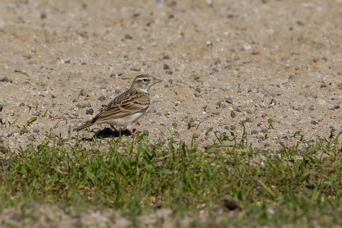 Greater Short-toed Lark - ML615541958