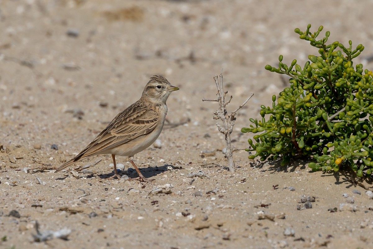 Greater Short-toed Lark - ML615541960