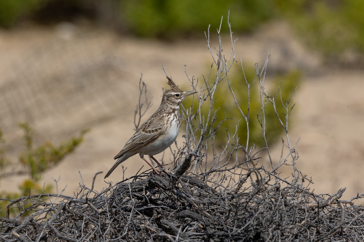 Crested Lark - ML615541978