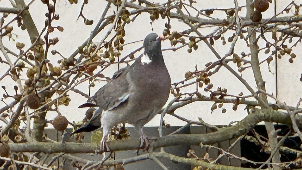 Common Wood-Pigeon - Luis Rodrigues