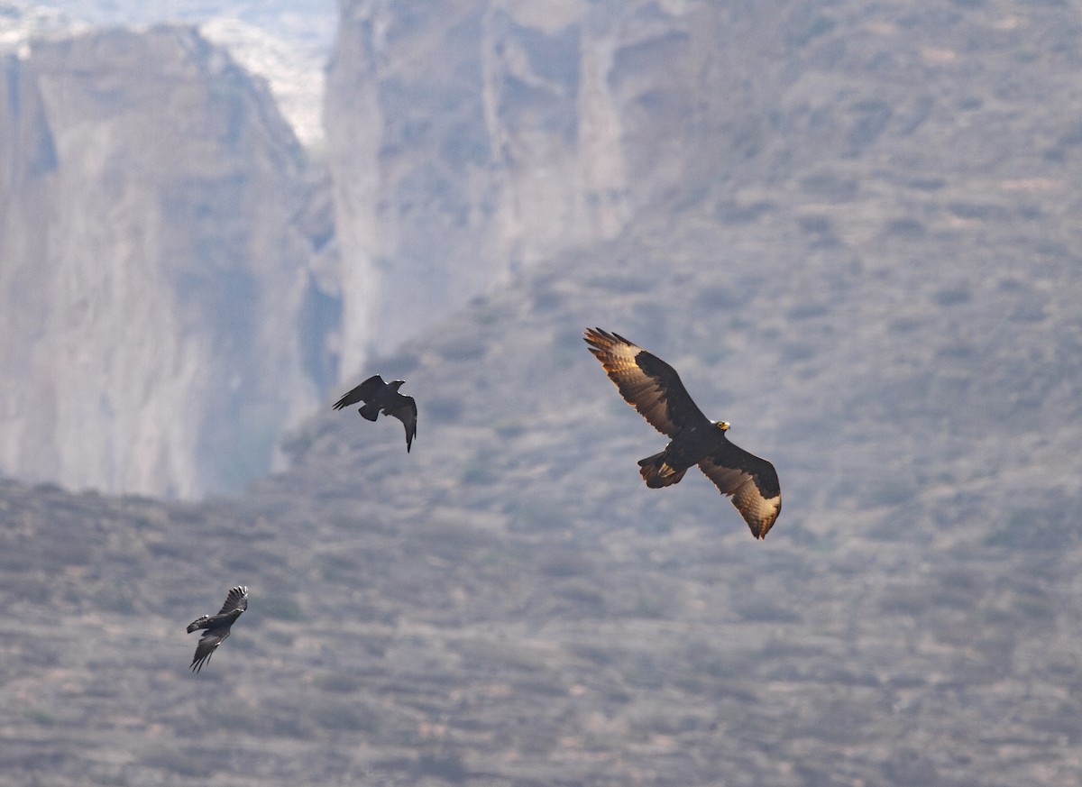 Verreaux's Eagle - Zsombor Károlyi