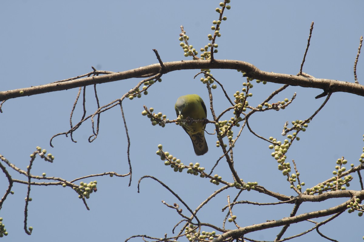 Gray-fronted Green-Pigeon - ML615542042