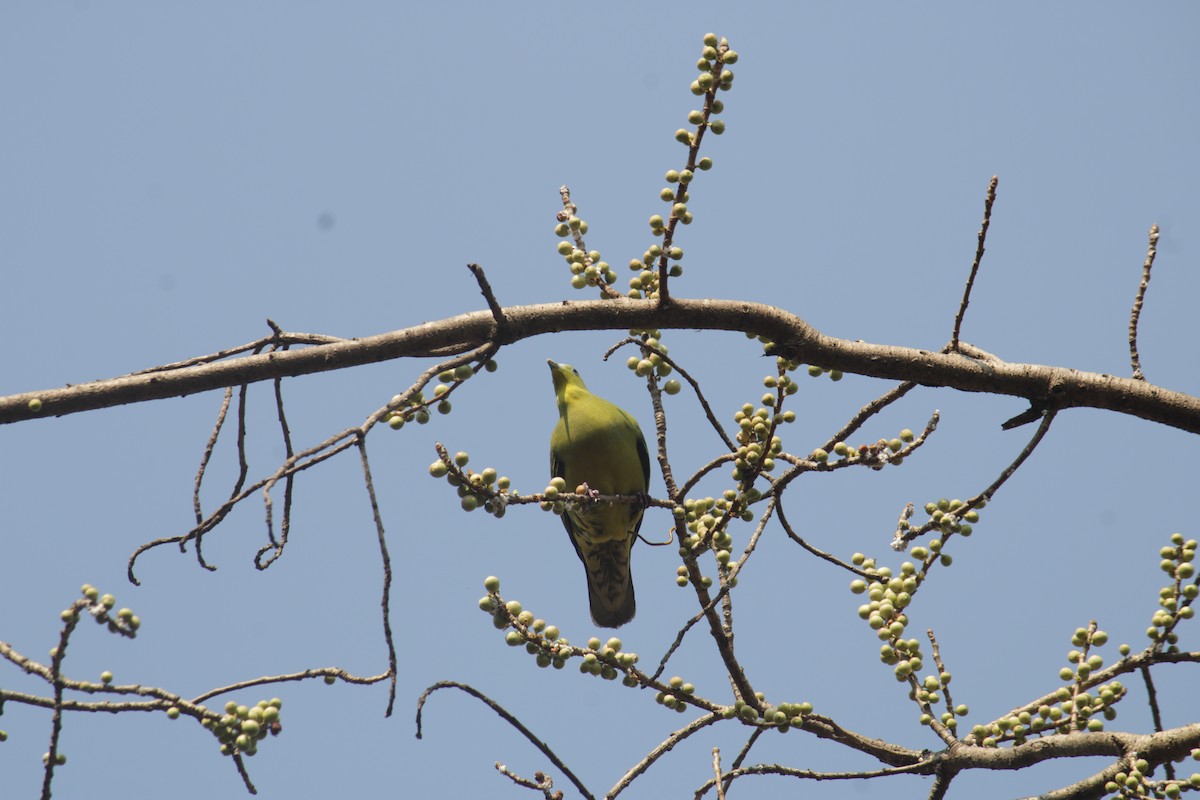 Gray-fronted Green-Pigeon - Ankita Walke