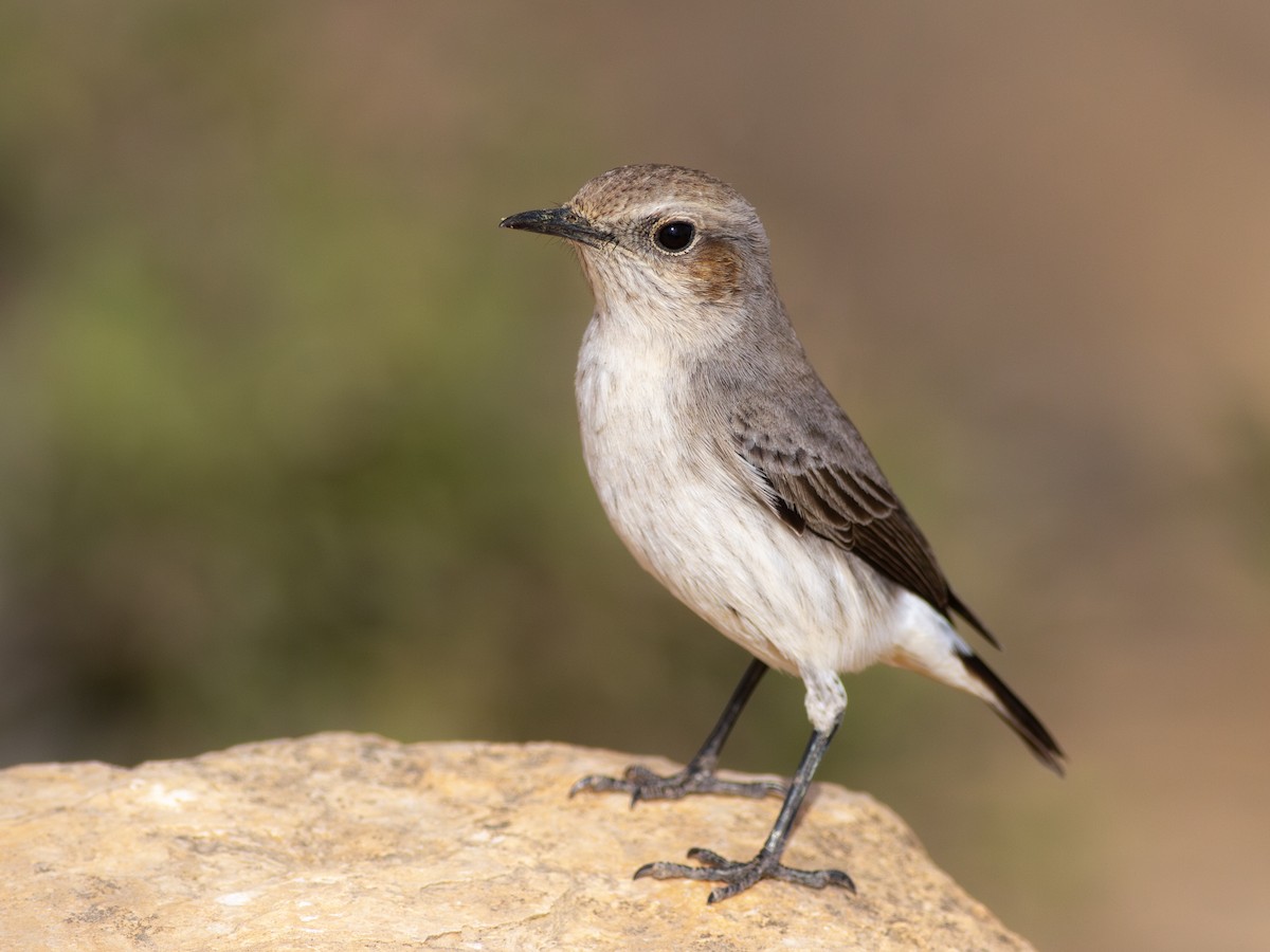 Arabian Wheatear - Zsombor Károlyi