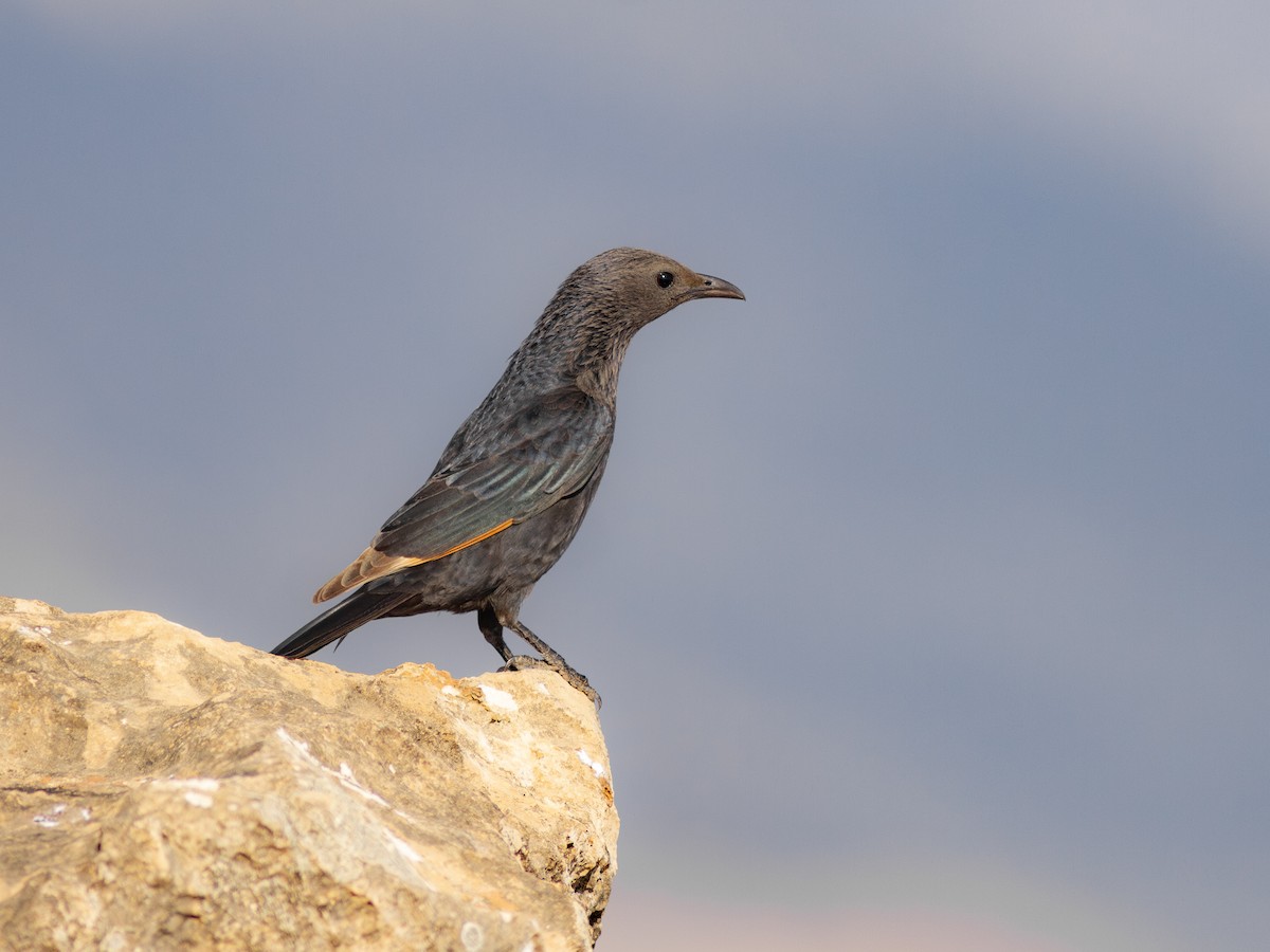 Tristram's Starling - Zsombor Károlyi