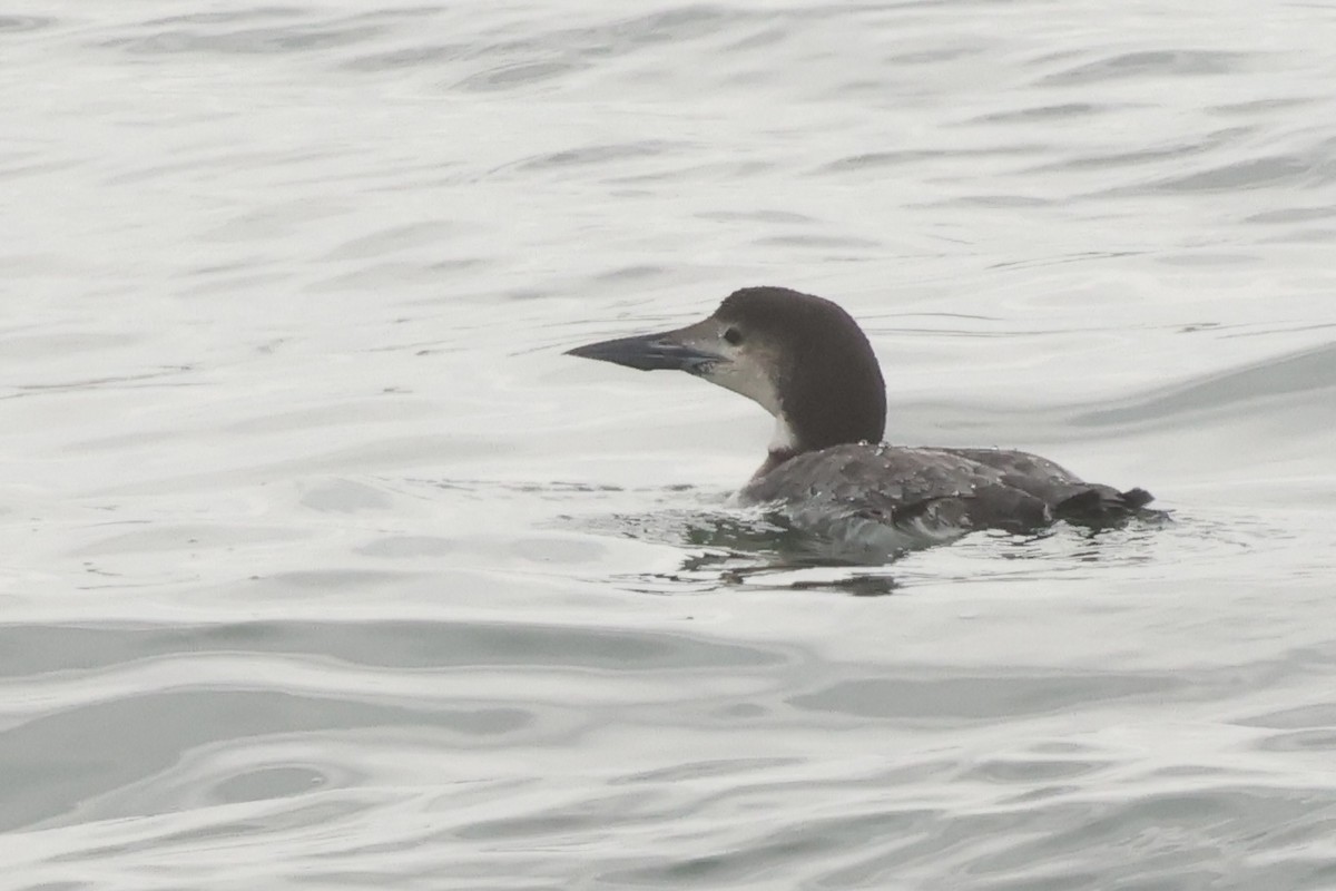 Common Loon - Patty Berry