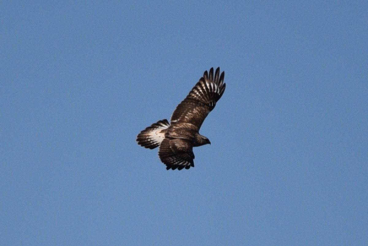 Rough-legged Hawk - Shawn Taheri