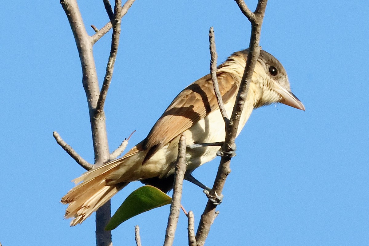 Rose-throated Becard - ML615542220