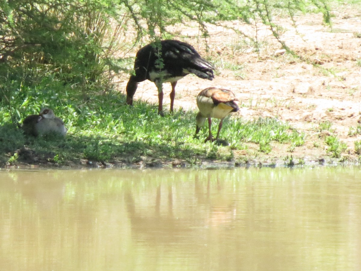 Spur-winged Goose - ML615542227