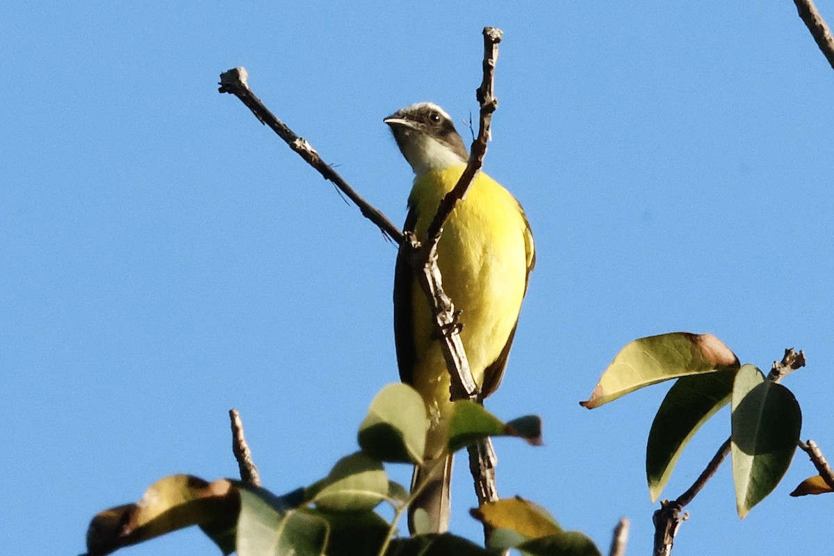 Social Flycatcher - Alison Mews