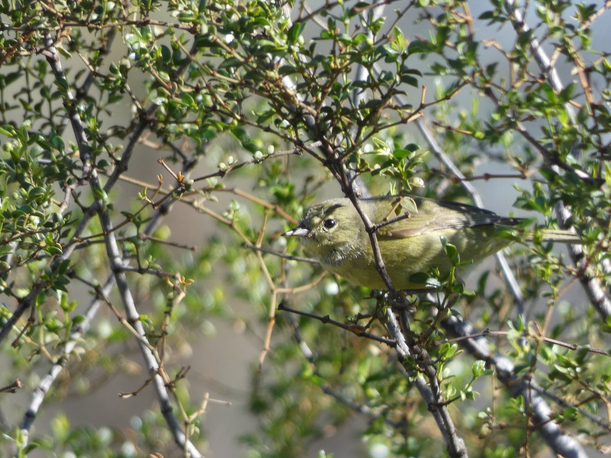 Orange-crowned Warbler - ML615542272