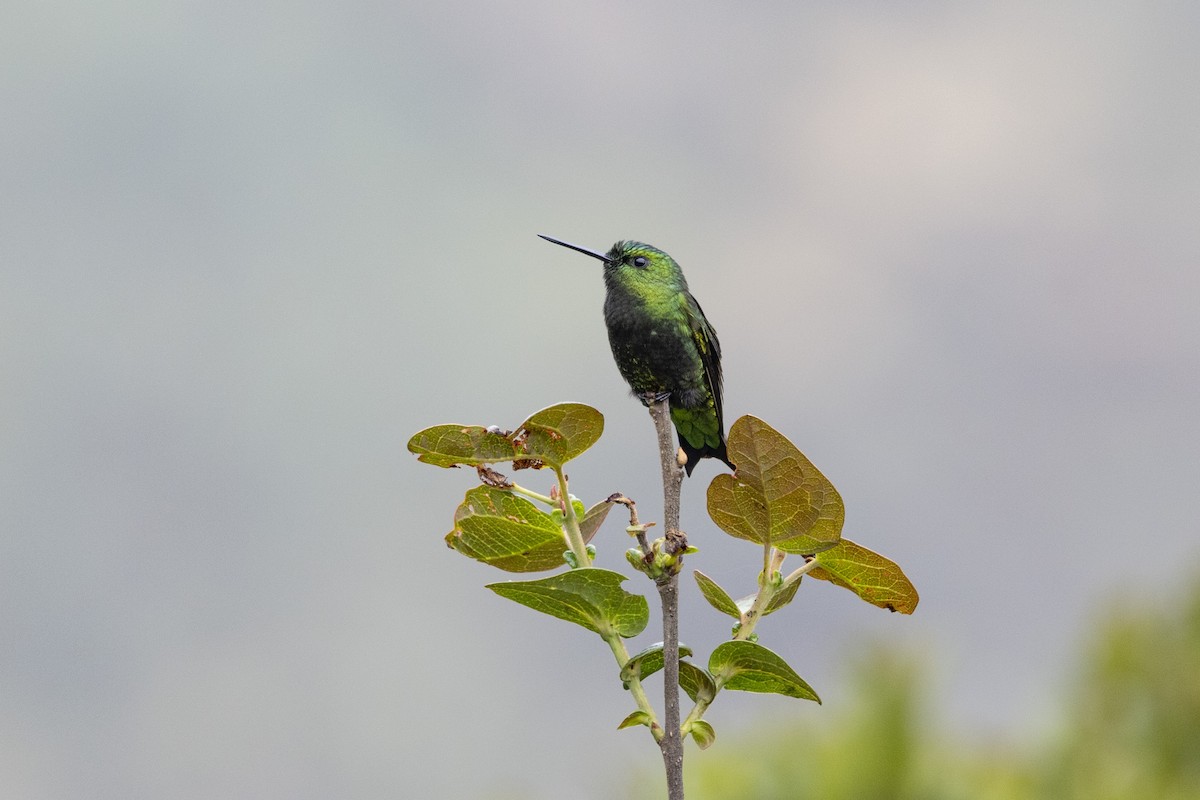 Black-thighed Puffleg - Loni Ye