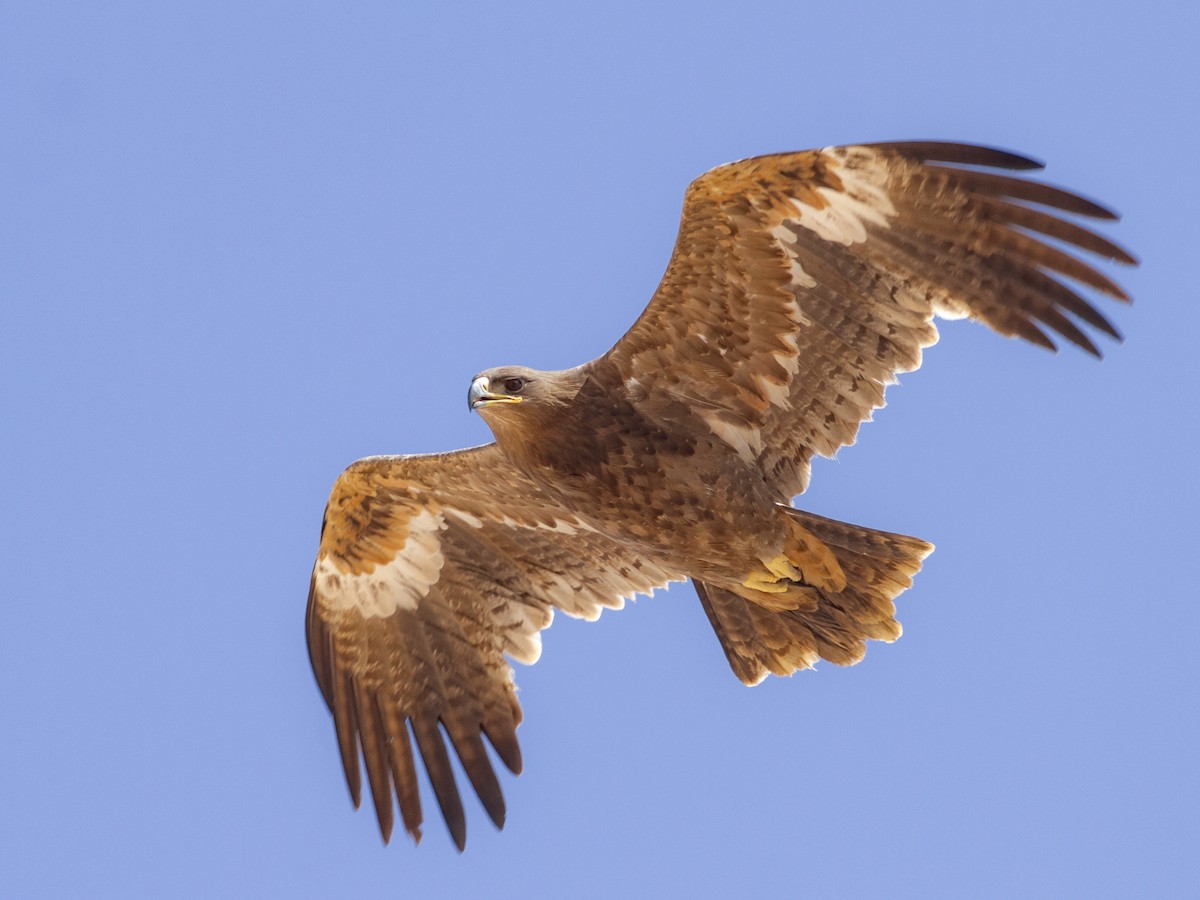 Águila Esteparia - ML615542341