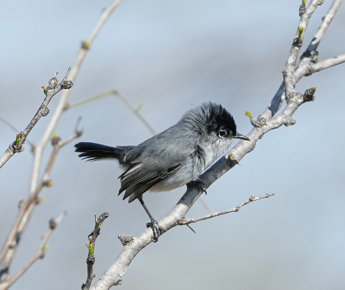 Black-tailed Gnatcatcher - ML615542436