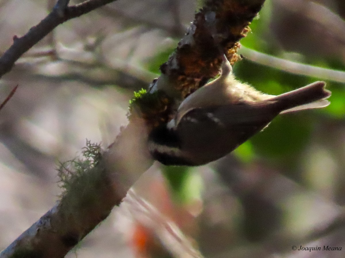 Coal Tit - ML615542493