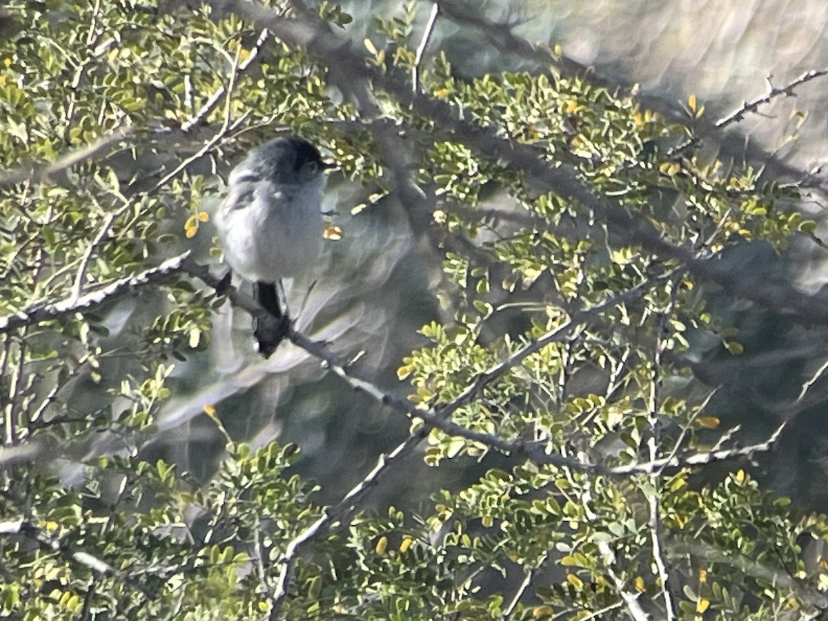 Black-tailed Gnatcatcher - ML615542518