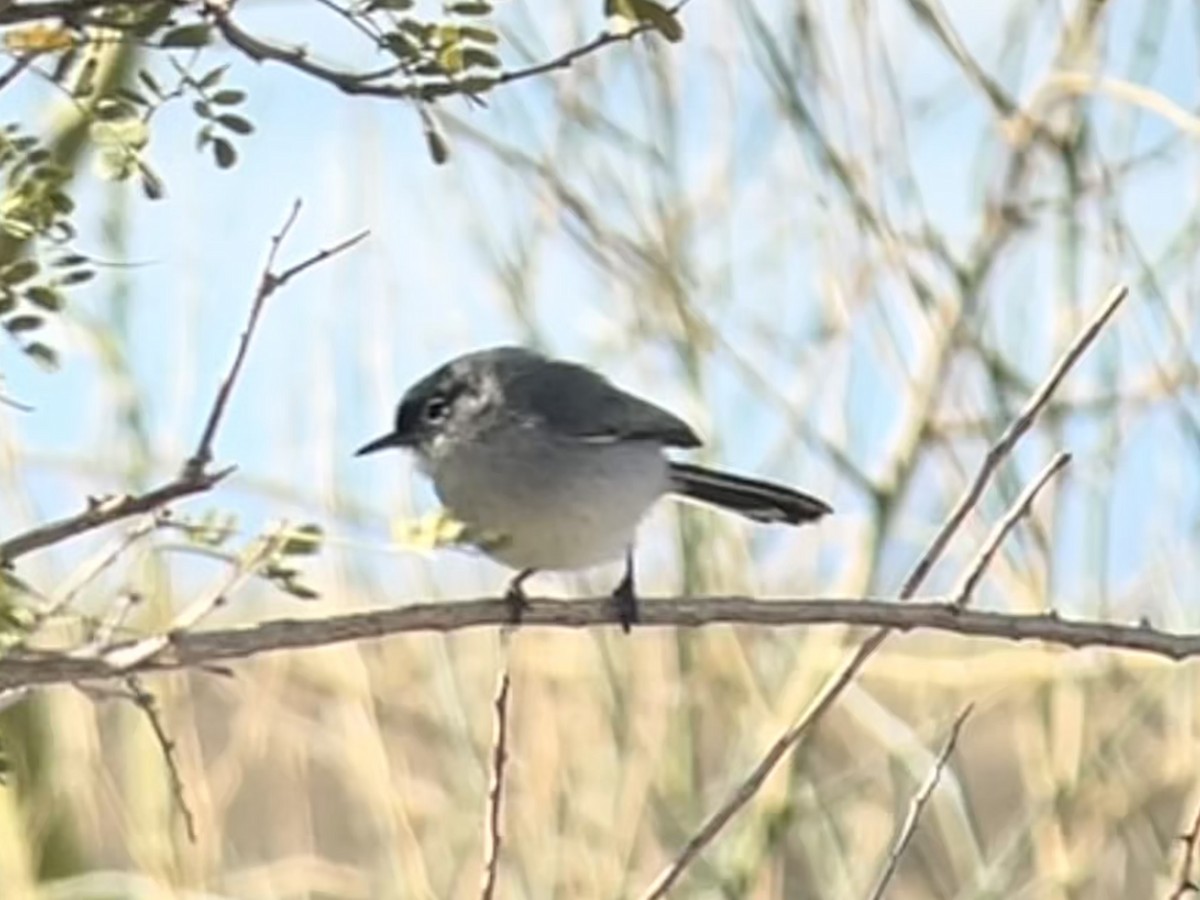 Black-tailed Gnatcatcher - ML615542519