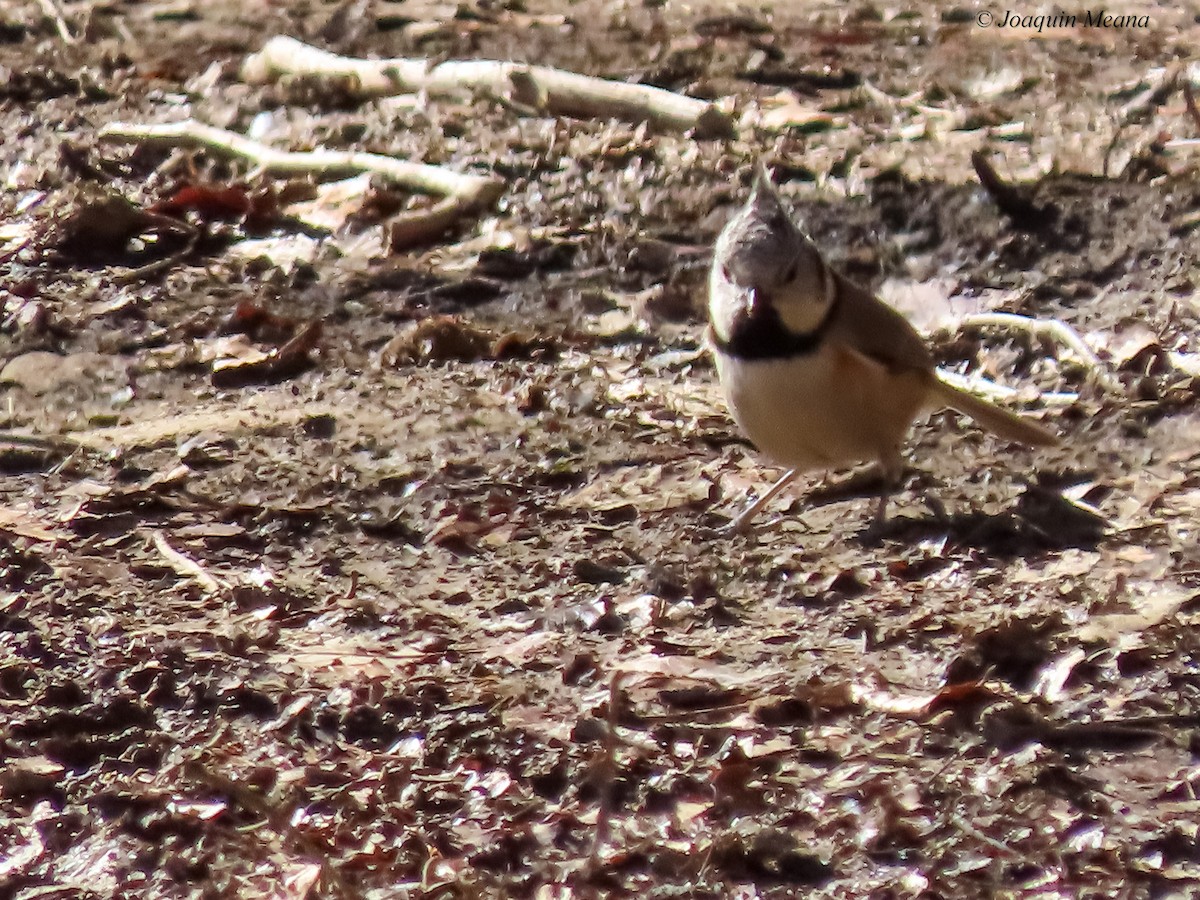 Crested Tit - ML615542543