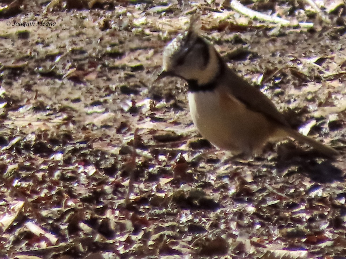 Crested Tit - ML615542553