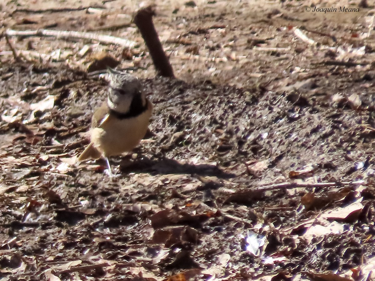 Crested Tit - ML615542554