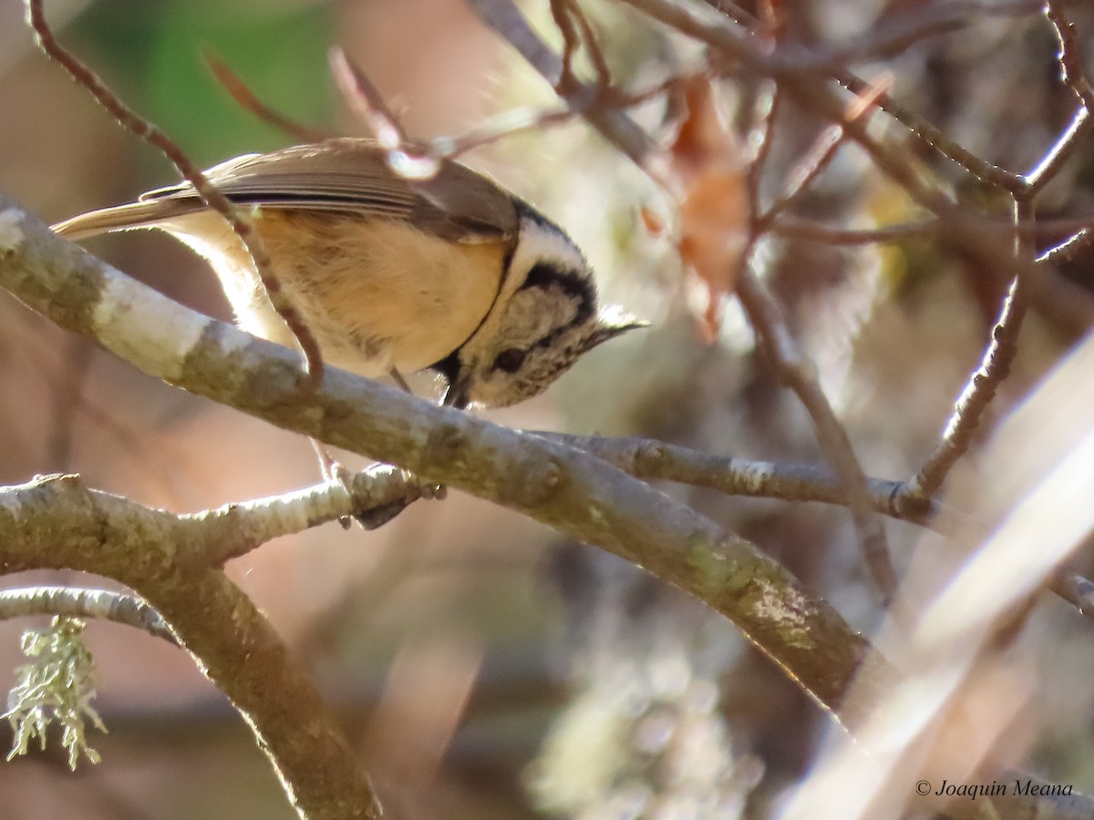 Mésange huppée - ML615542561