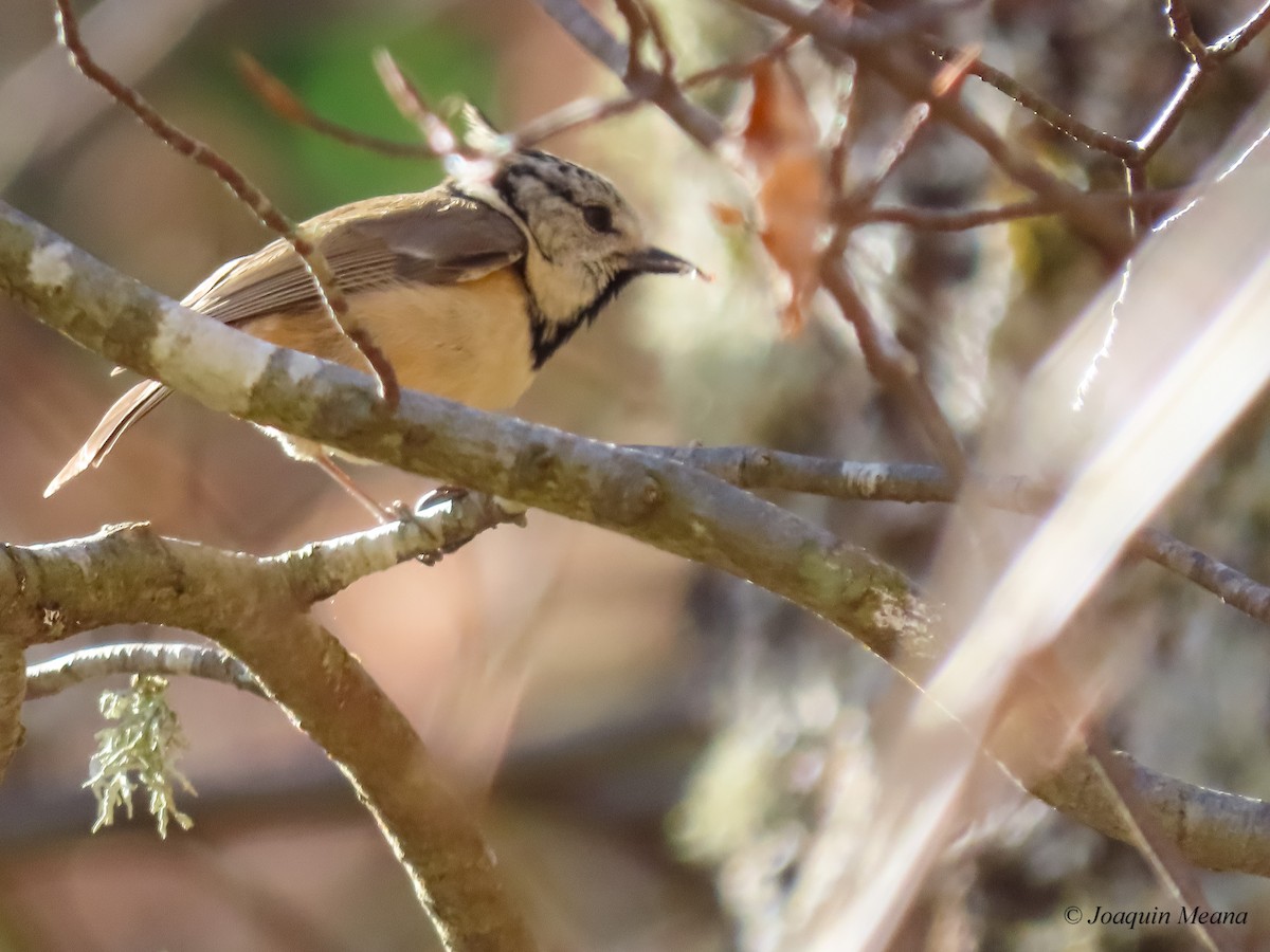 Mésange huppée - ML615542563