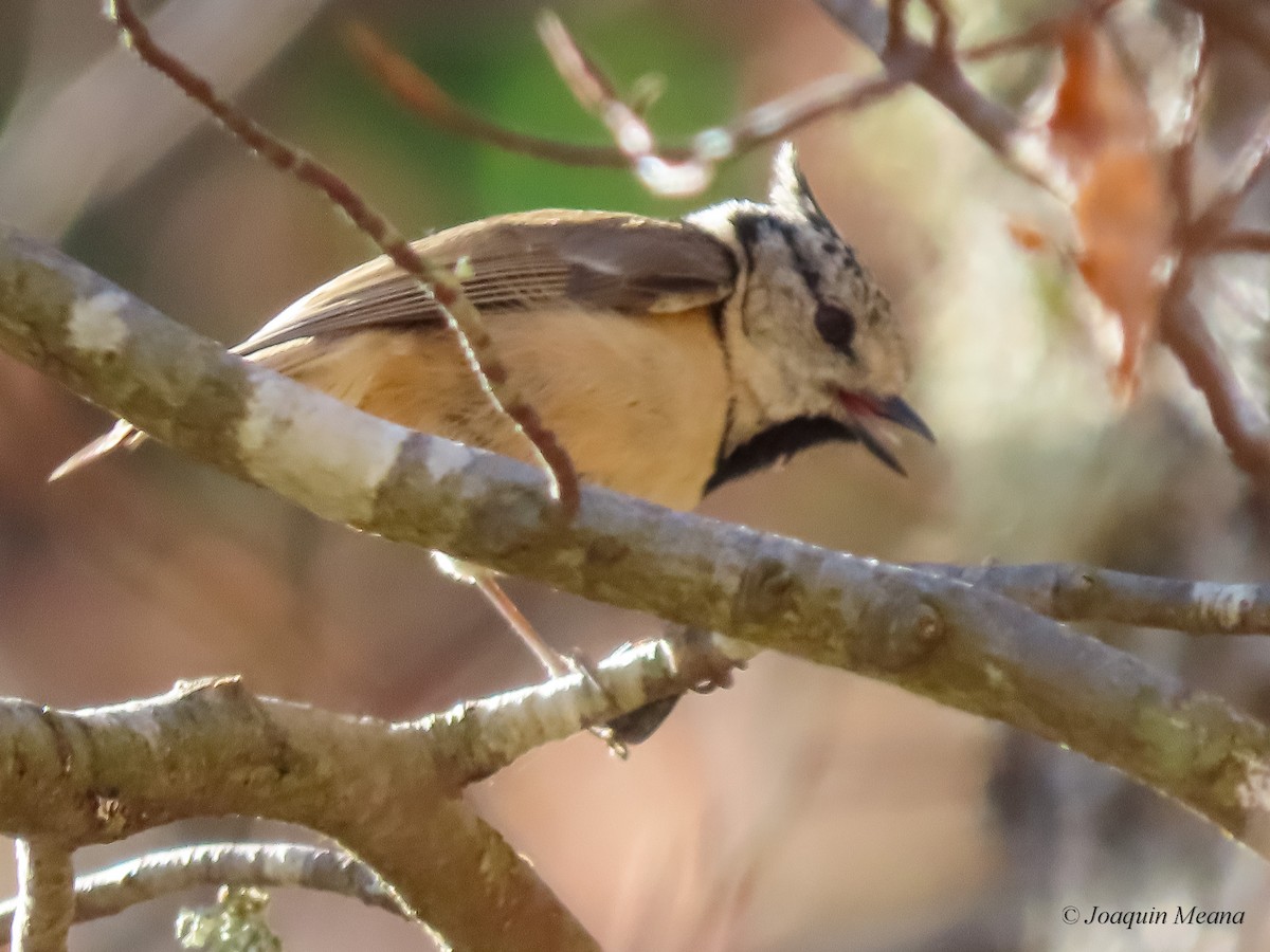 Mésange huppée - ML615542570