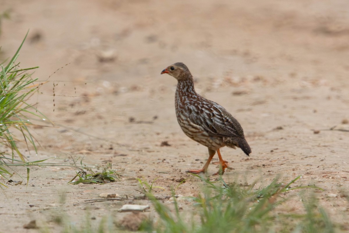 Gray-striped Spurfowl - ML615542593