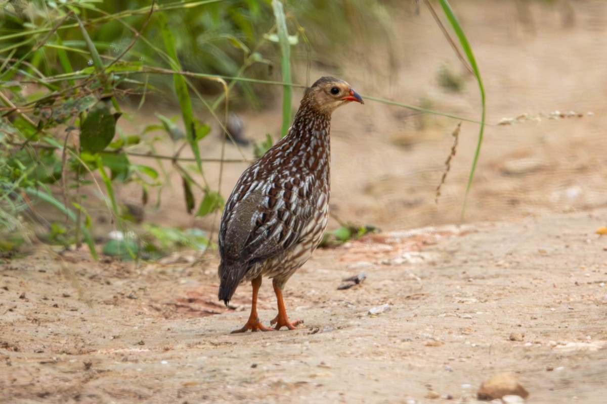 Gray-striped Spurfowl - ML615542594