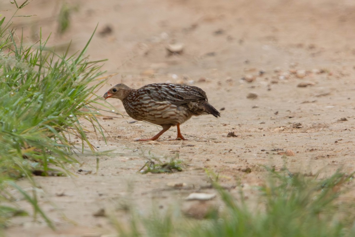 Gray-striped Spurfowl - ML615542595