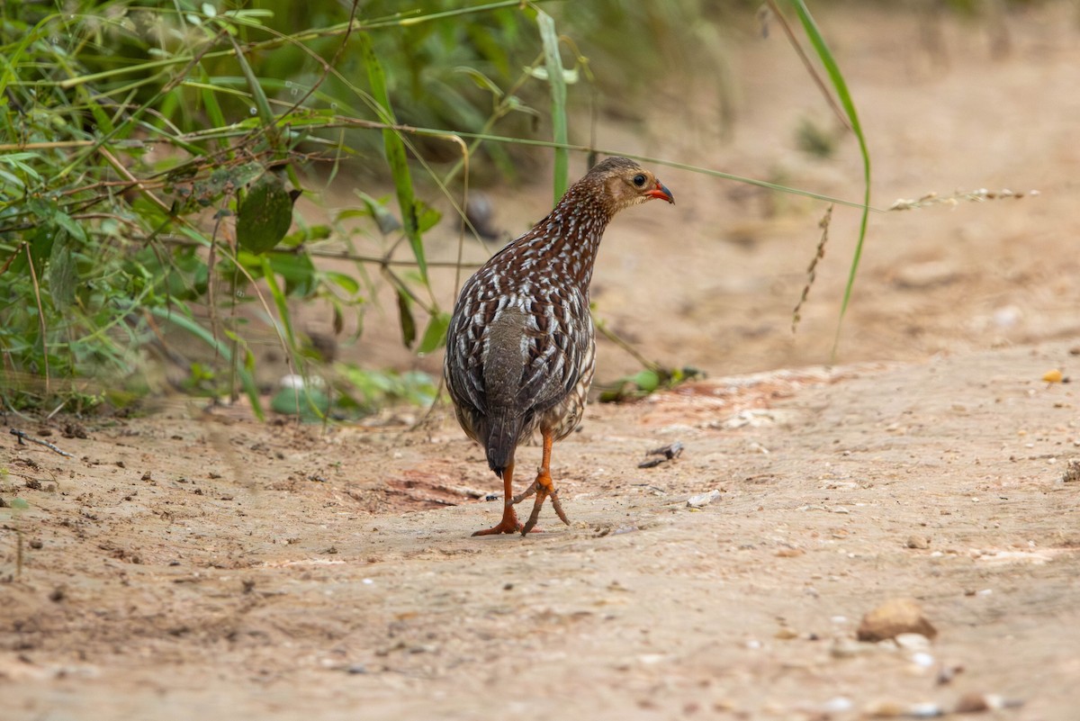 Gray-striped Spurfowl - ML615542596